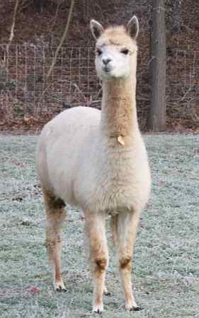 apaca-female for sale.jpg